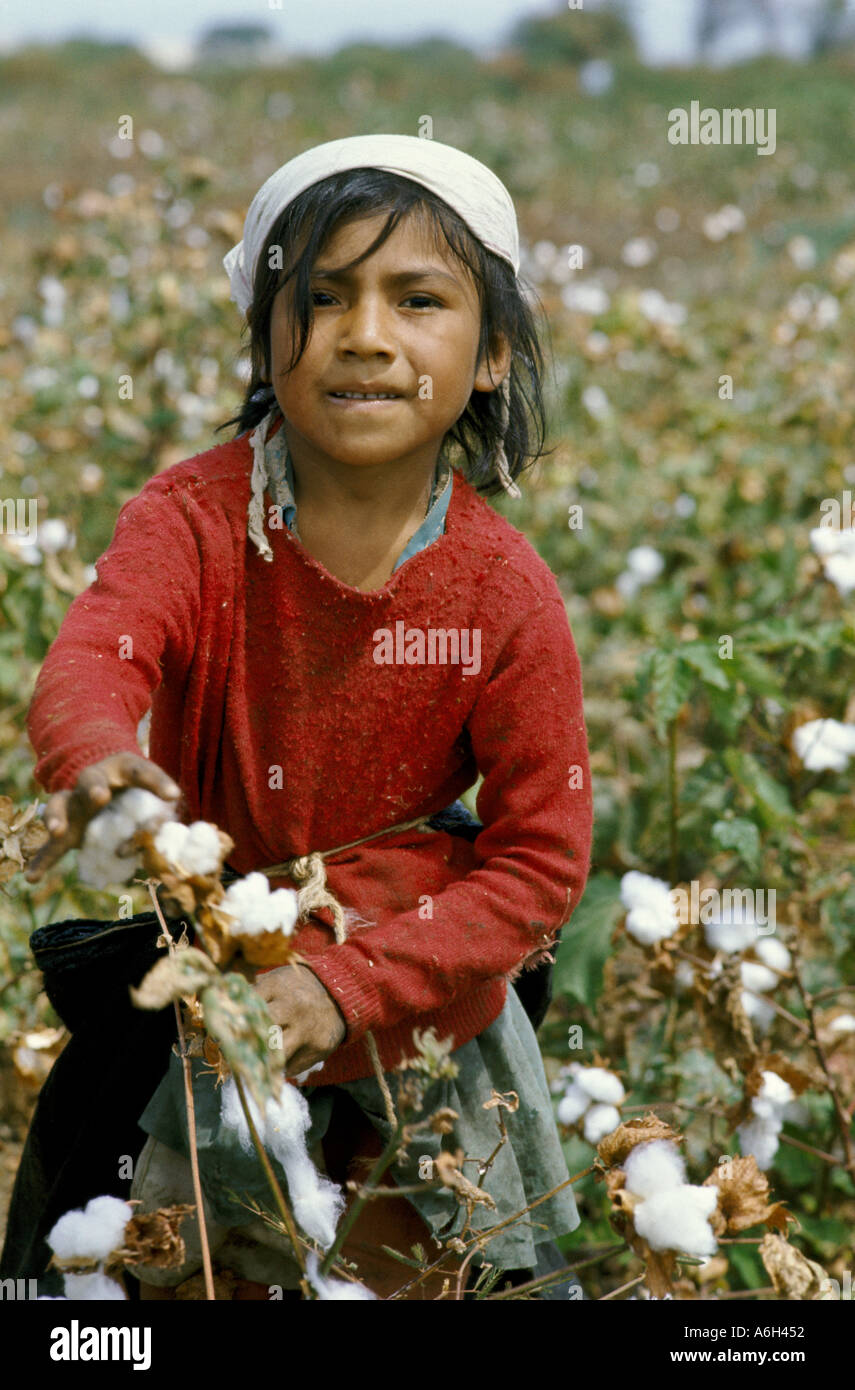 Girl picking cotton in valley of Chira River in northern Peru Stock Photo