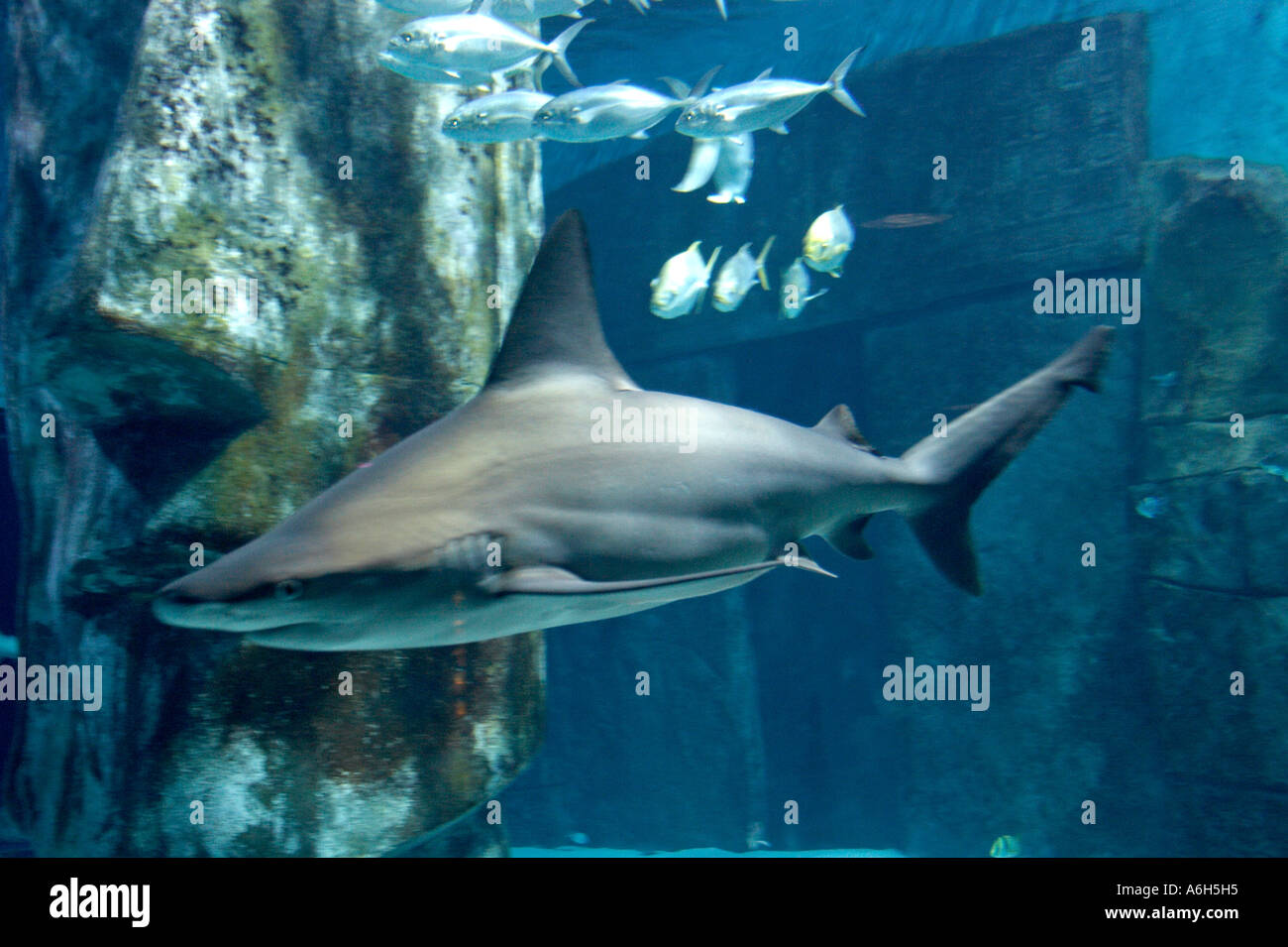 Brown Shark Carcharhinus milberti fish swimming in tank in London Aquarium London SE1 England UK Stock Photo