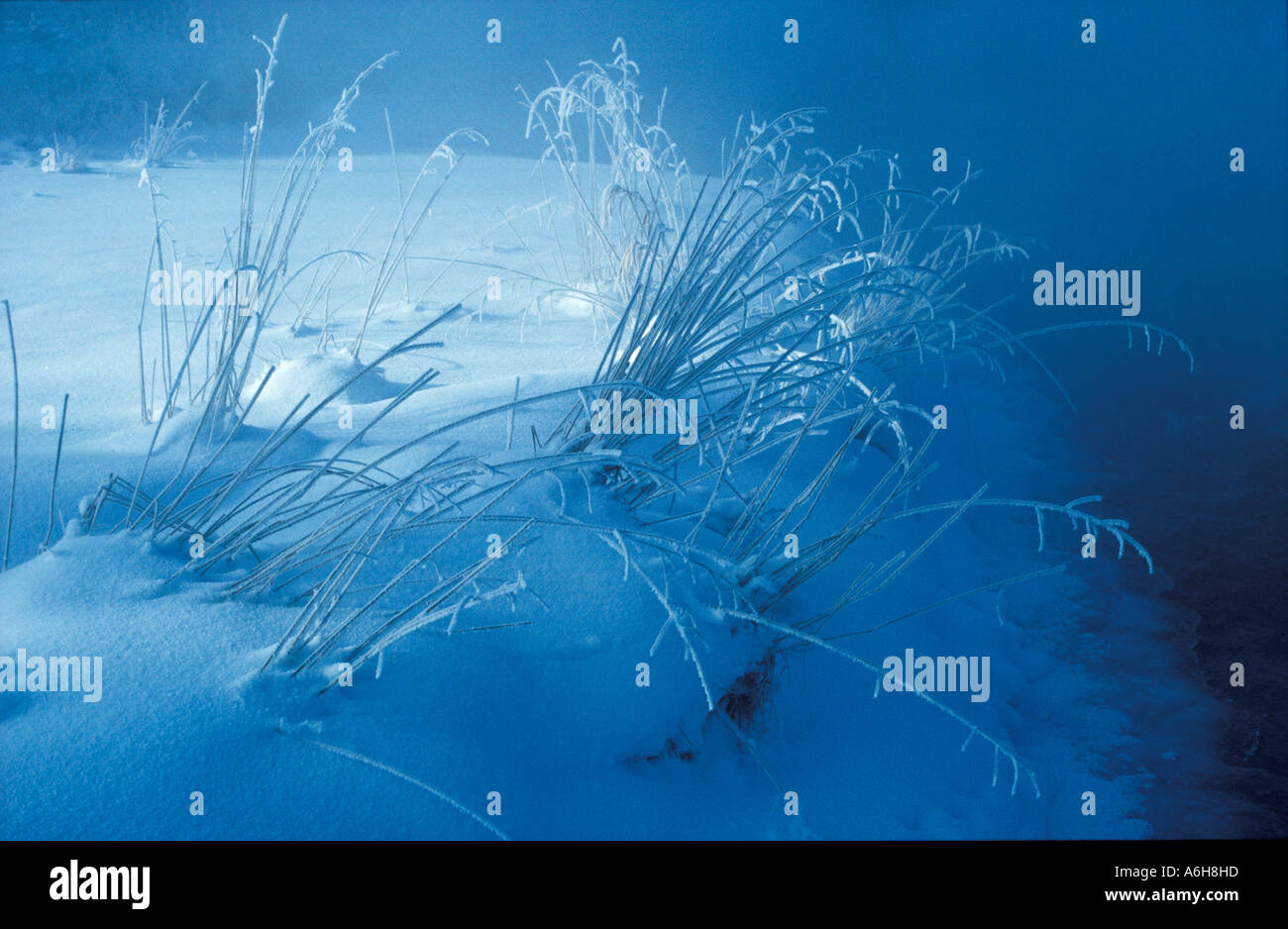 Winter morning grass with hoarfrost Upper Bavaria Germany Stock Photo