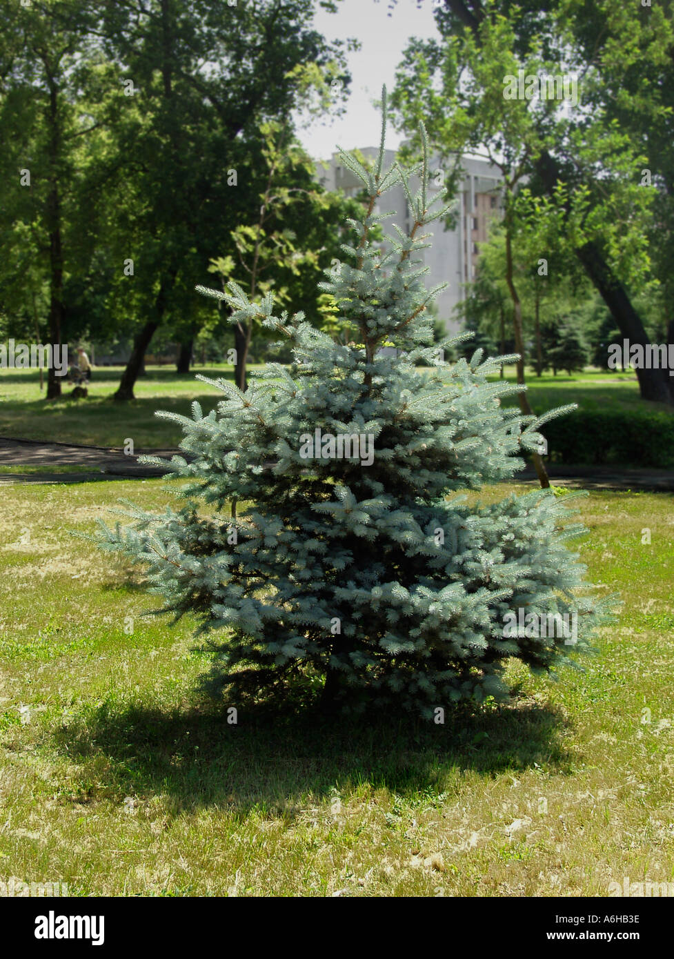 Yolka fir tree in summer, Gomel Belarus Stock Photo