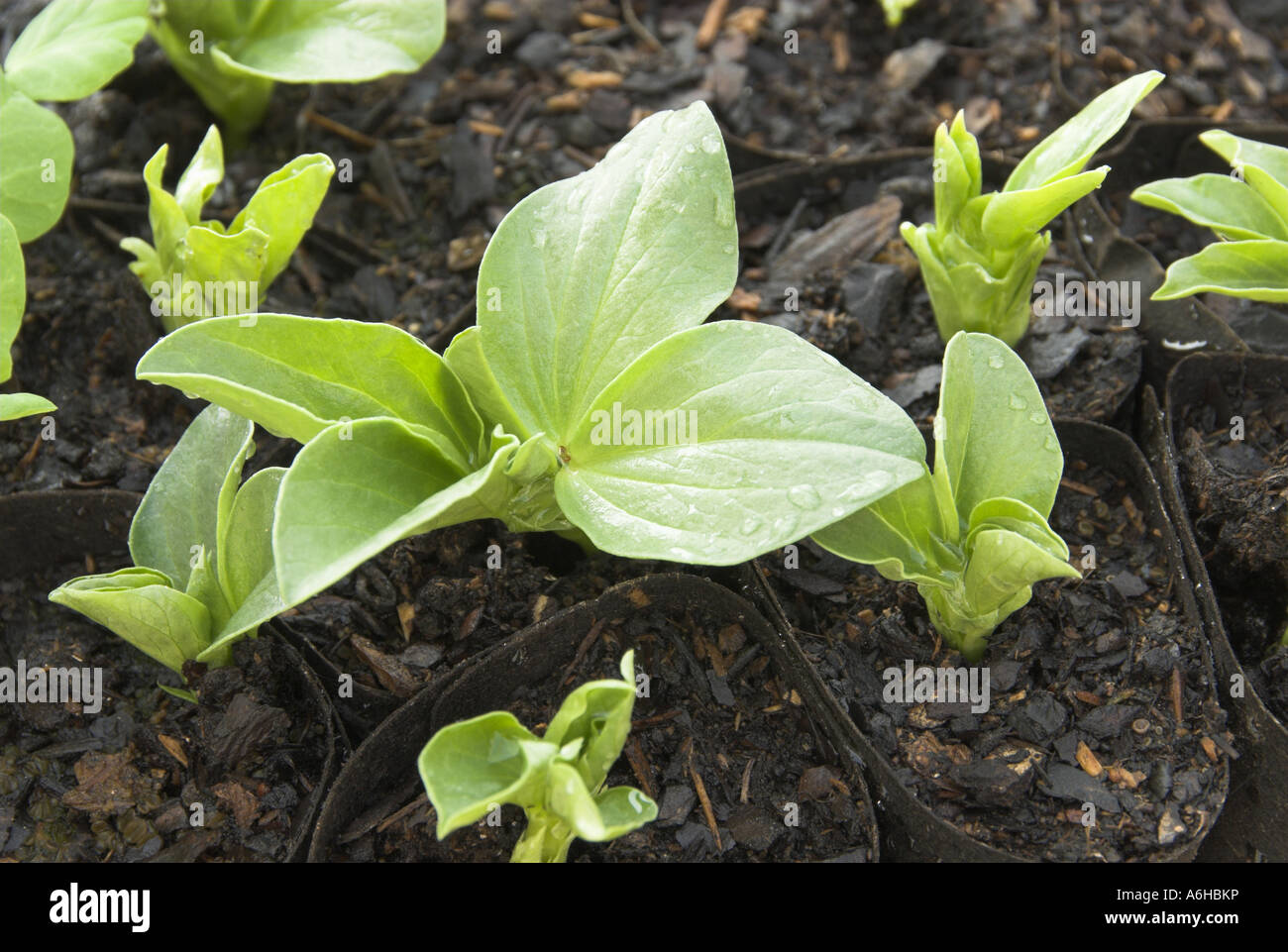 Broad Bean seedlings growing in fibre pots in cold frame UK Stock Photo
