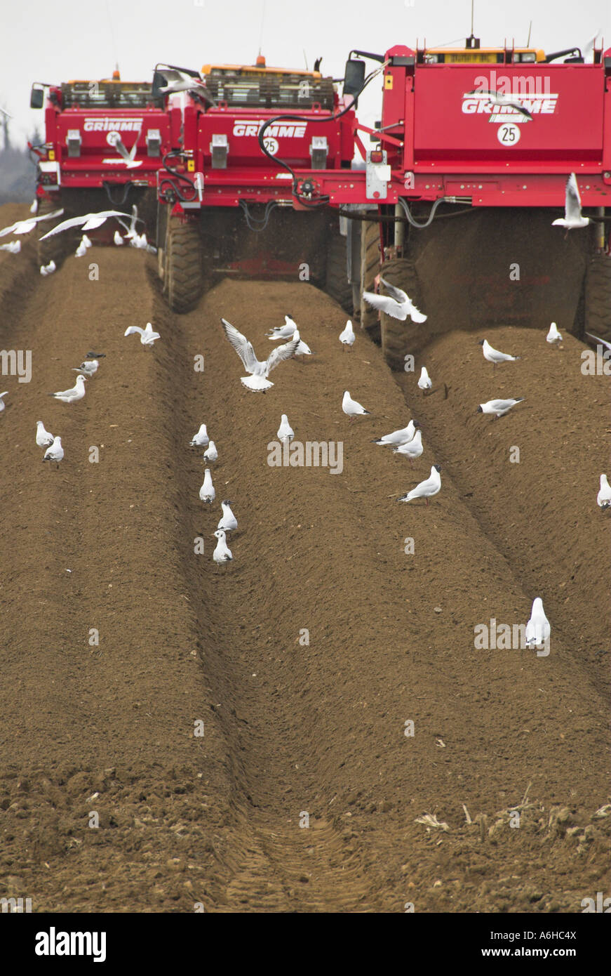 Mechanised soil preparation bed forming for commercial potato crop ...