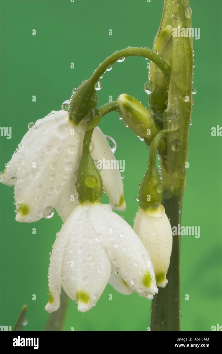 Spring snowflake flowers March UK Stock Photo Alamy