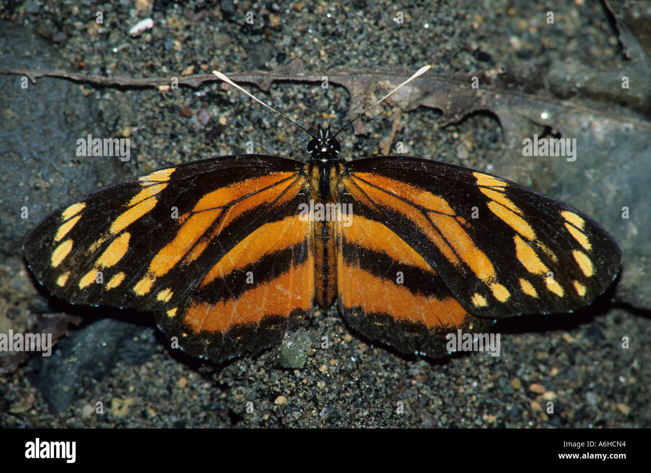 Butterfly Hypotyris lycaste dionaea Veracruz Mexico Stock Photo