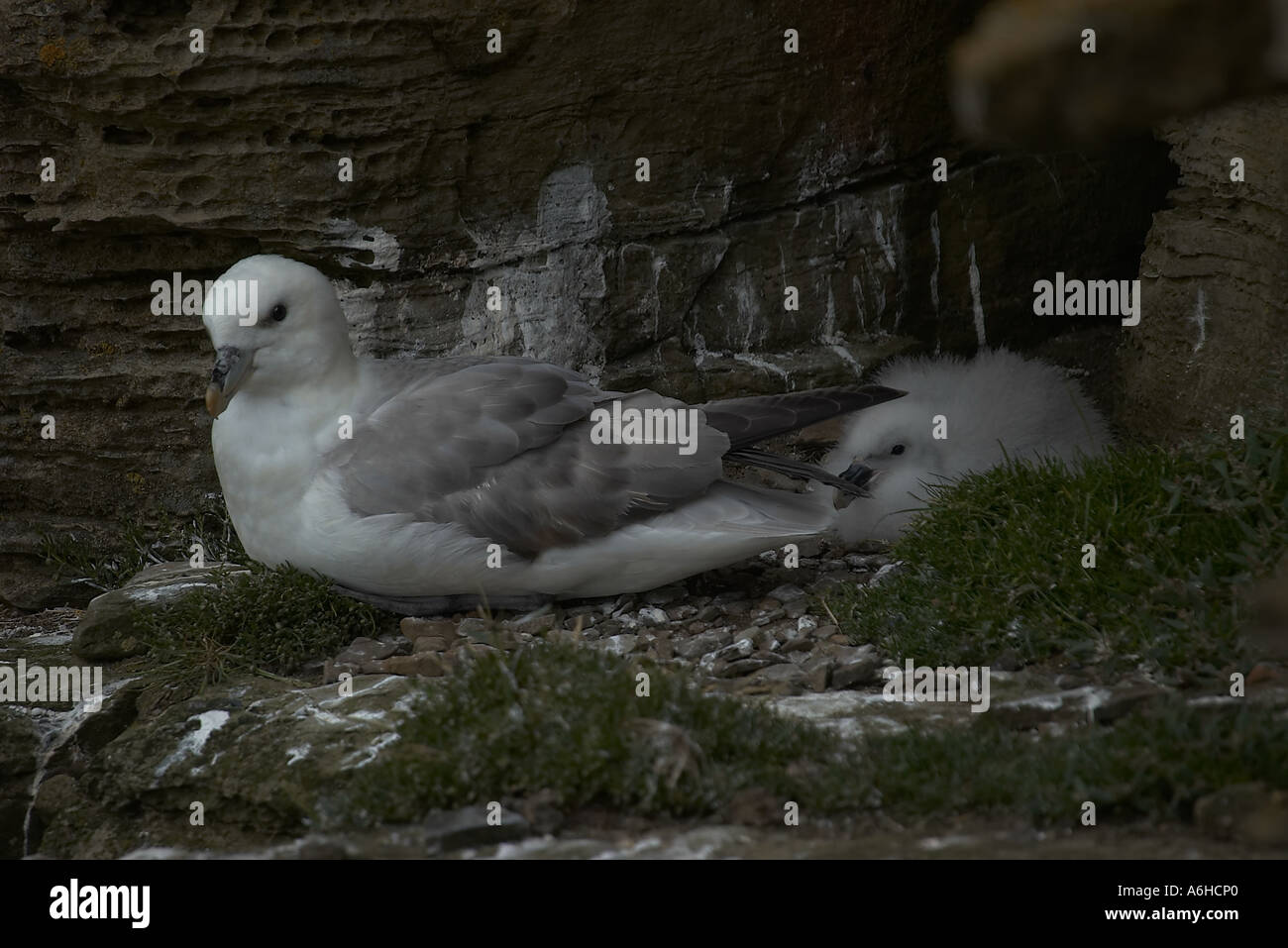 Northern Fulmar Stock Photo