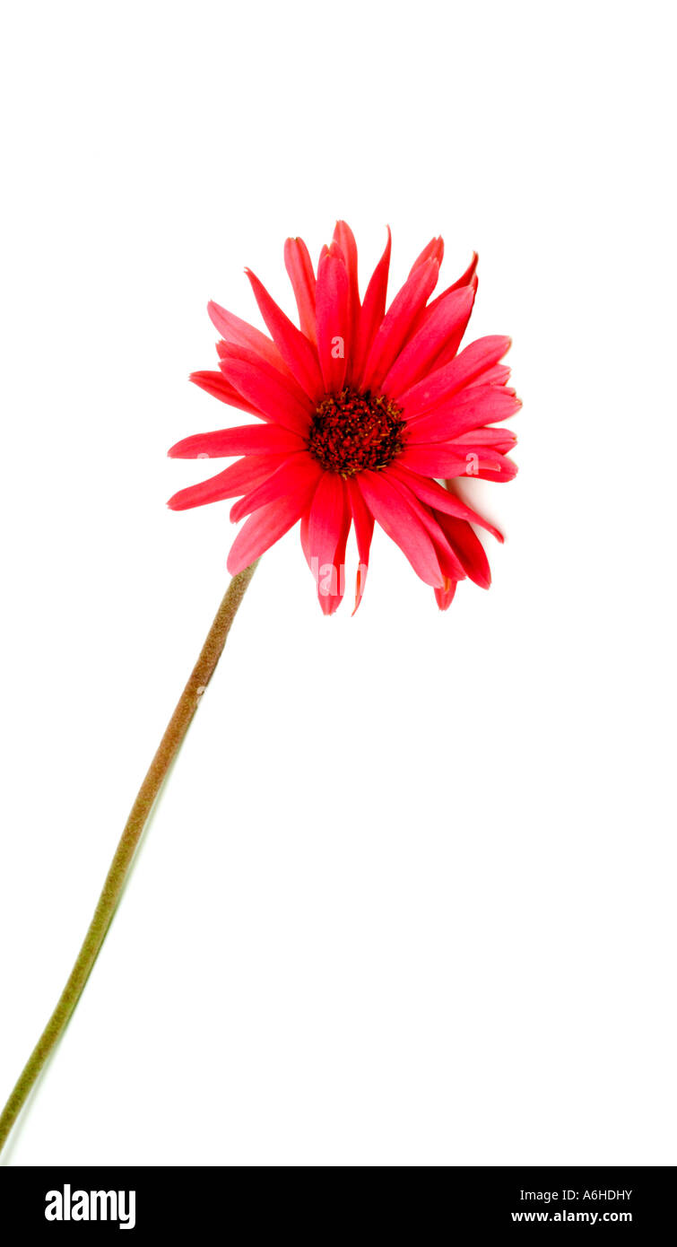 Single red daisy on white background Stock Photo Alamy