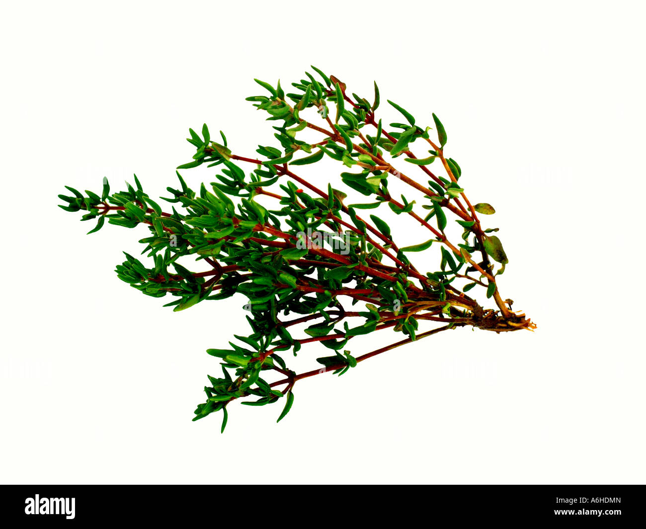 Thyme Herb on white background Stock Photo Alamy