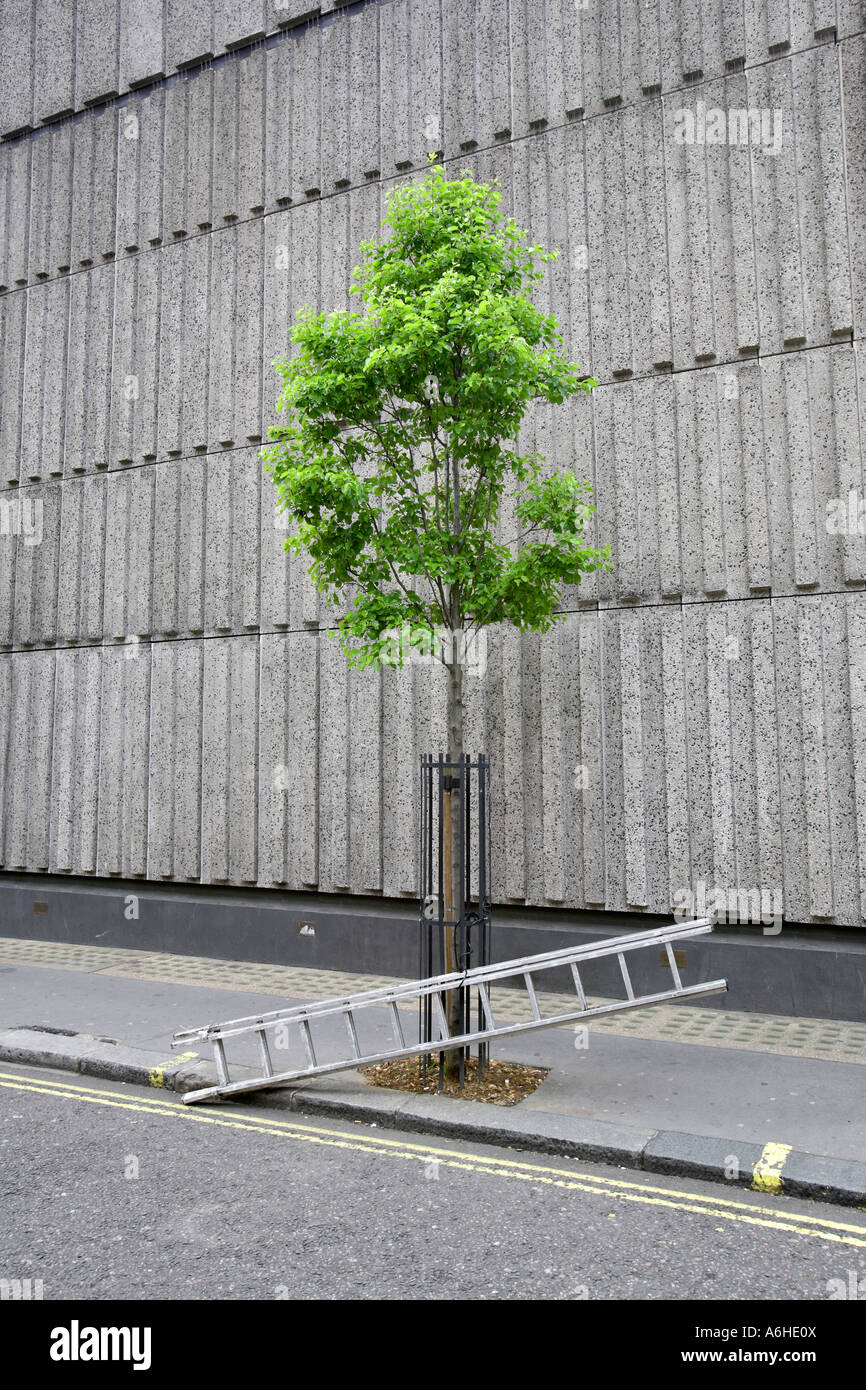 A window cleaners ladder propped at the bottom of a London tree Stock