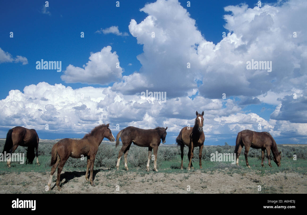 Navajo indian on horse hi-res stock photography and images - Alamy