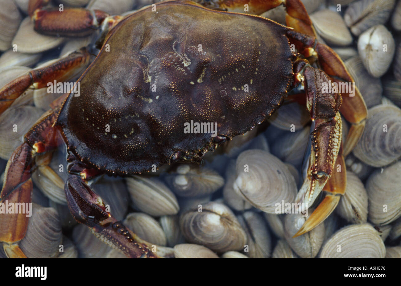 Crab and Clams Stock Photo Alamy