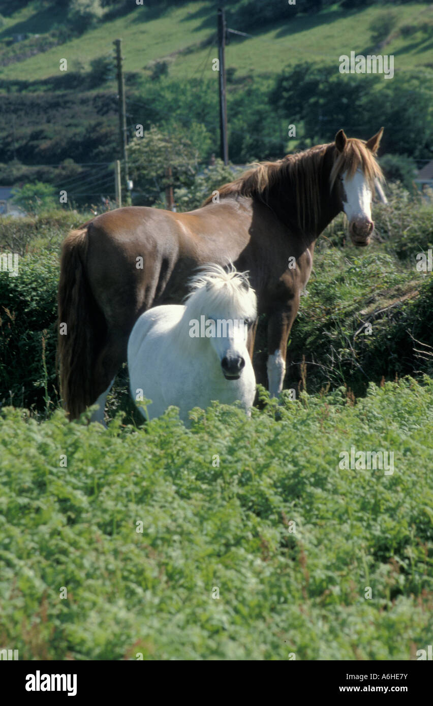 brown horse and white miniature in field, Cornwall Stock Photo