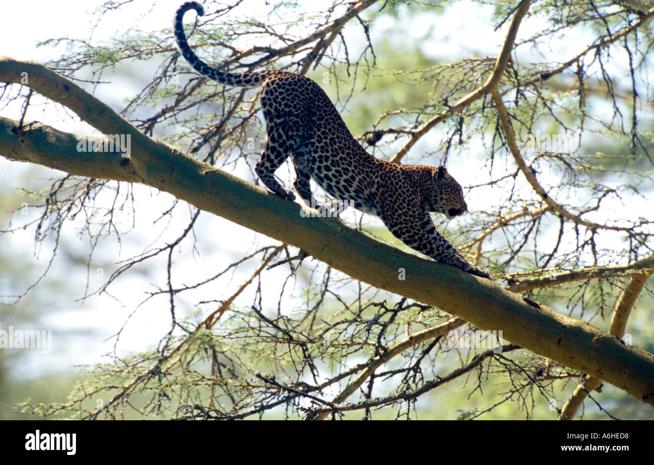 Leopard on a Branch Stock Photo