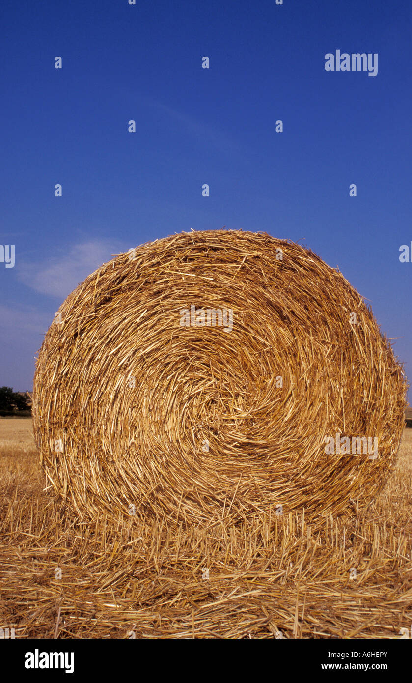 round bale of straw on stubble field against blue sky Stock Photo - Alamy