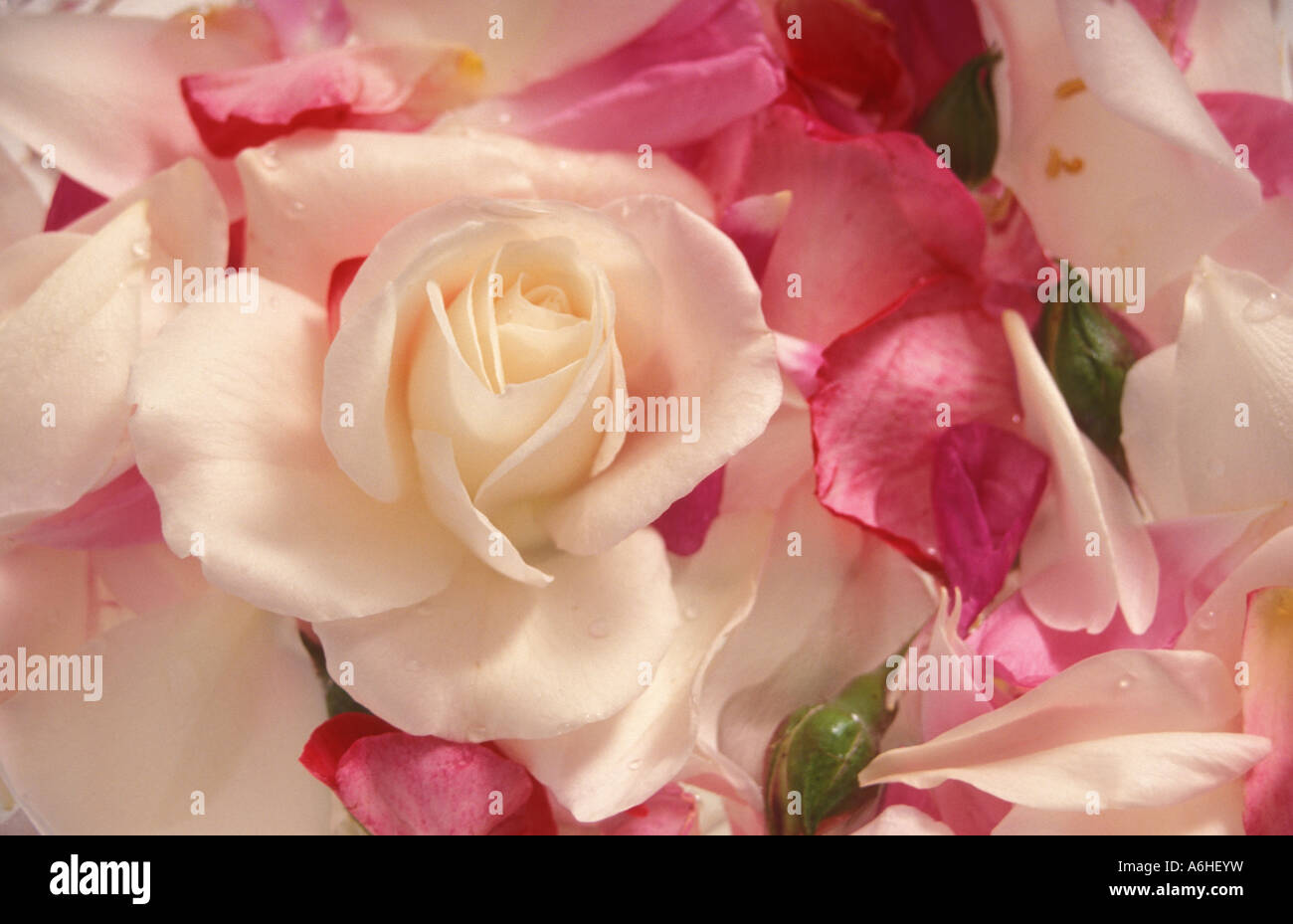 still life image of rose petals Stock Photo - Alamy