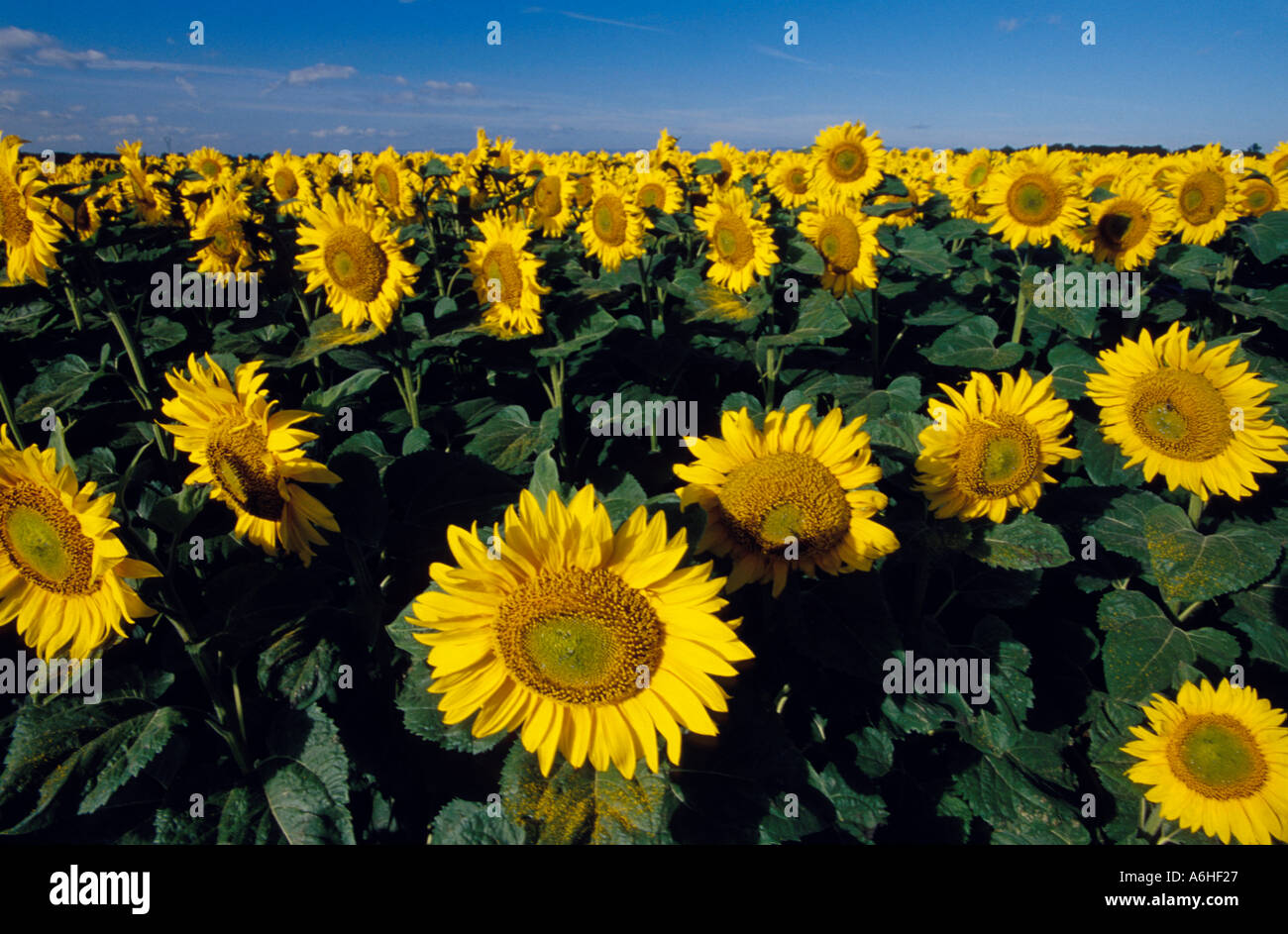 Field Of Sunflowers Stock Photo - Alamy