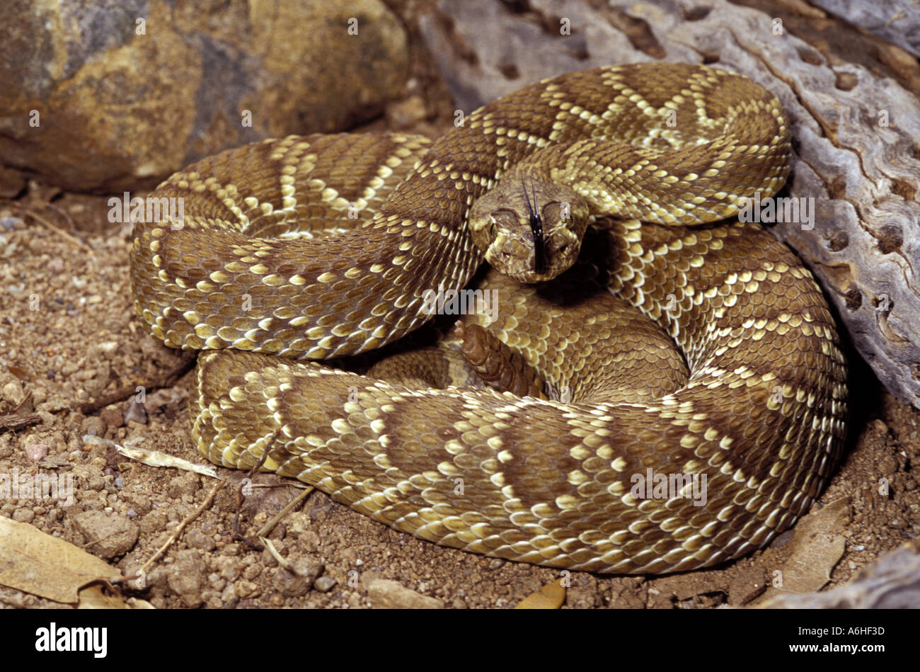 Mojave Rattlesnake Stock Photo