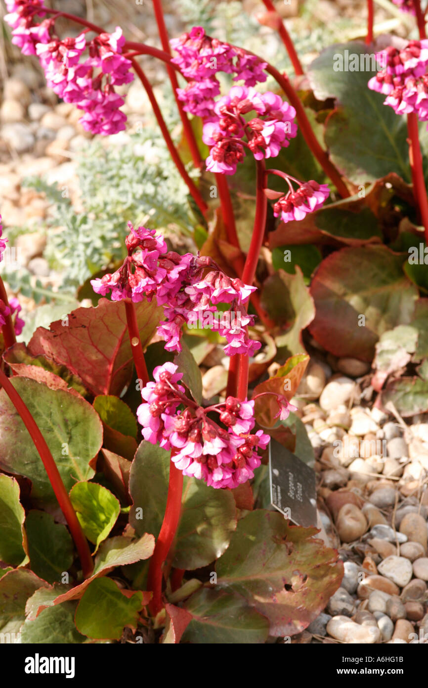 Botanical Gardens Essex England UK Begonia Eroica Stock Photo