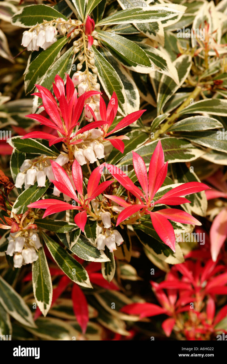 Botanical Gardens Essex England UK Pieris Clifford Steney Stock Photo