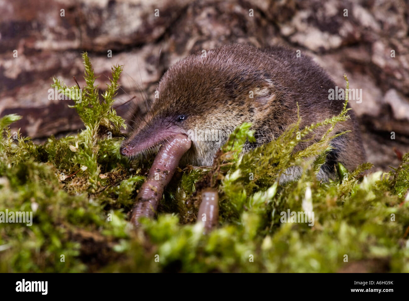 common shrew Sorex araneus eating earthworm on moss covered log Stock