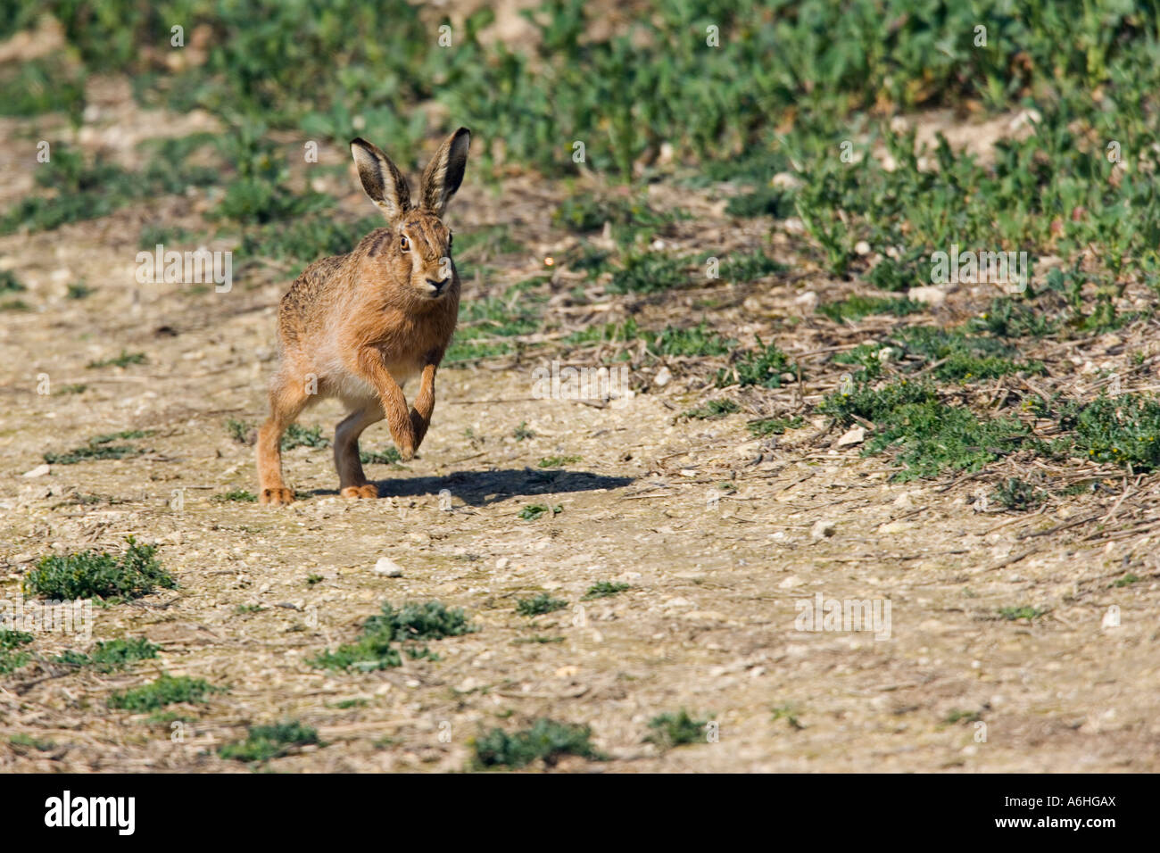 Brown Hare Lepus running down farm track with ears up Therfield Hertfordshire Stock Photo