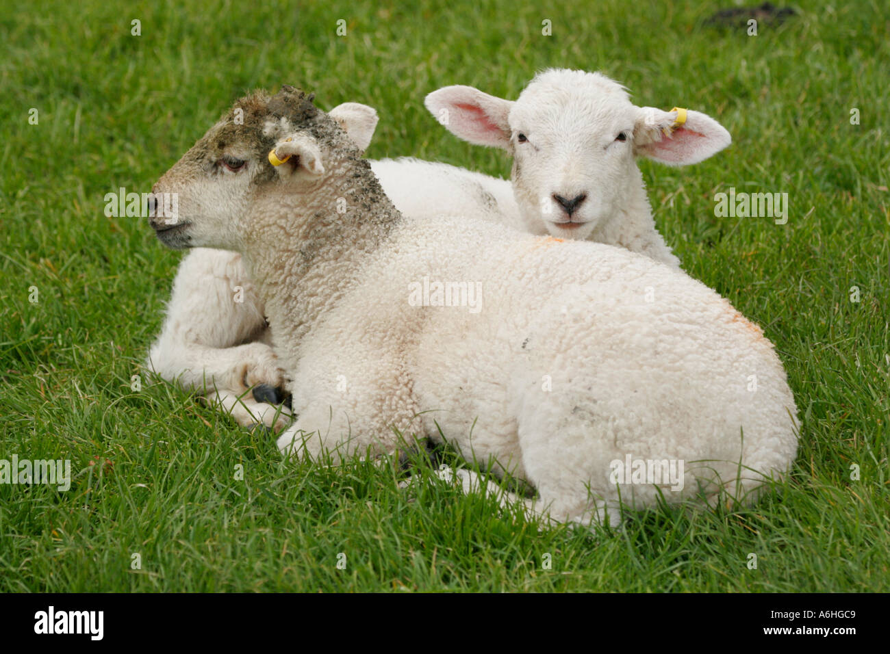 Avebury Wiltshire England UK sheep and lambs within the World Heritage Site Neolithic stone circle Stock Photo