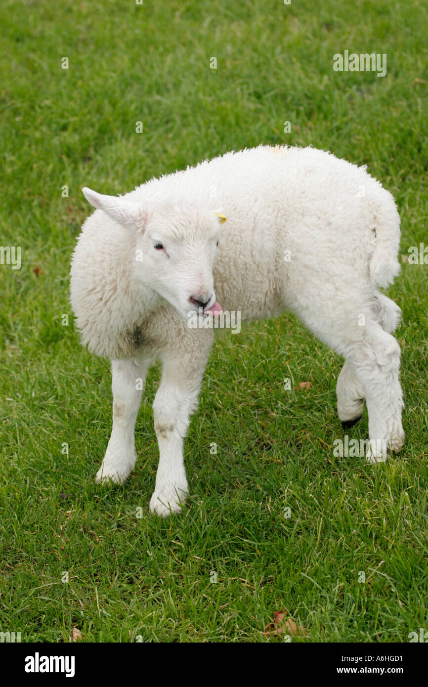 Avebury Wiltshire England UK sheep and lambs within the World Heritage Site Neolithic stone circle Stock Photo