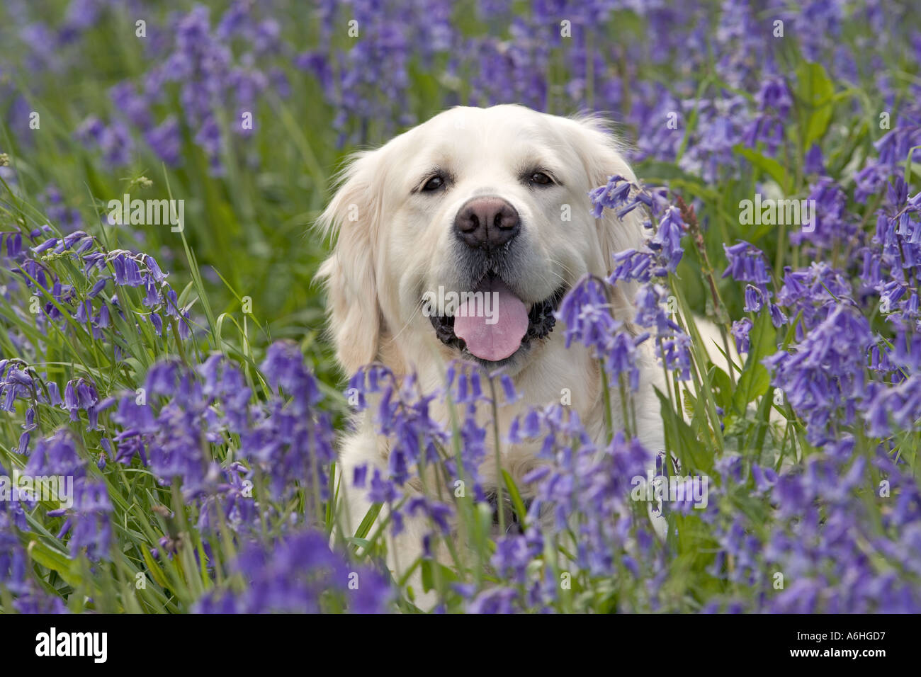 Golden Retriever Dog In Bluebell Flowers In Hertfordshire Woodland Stock Photo Alamy