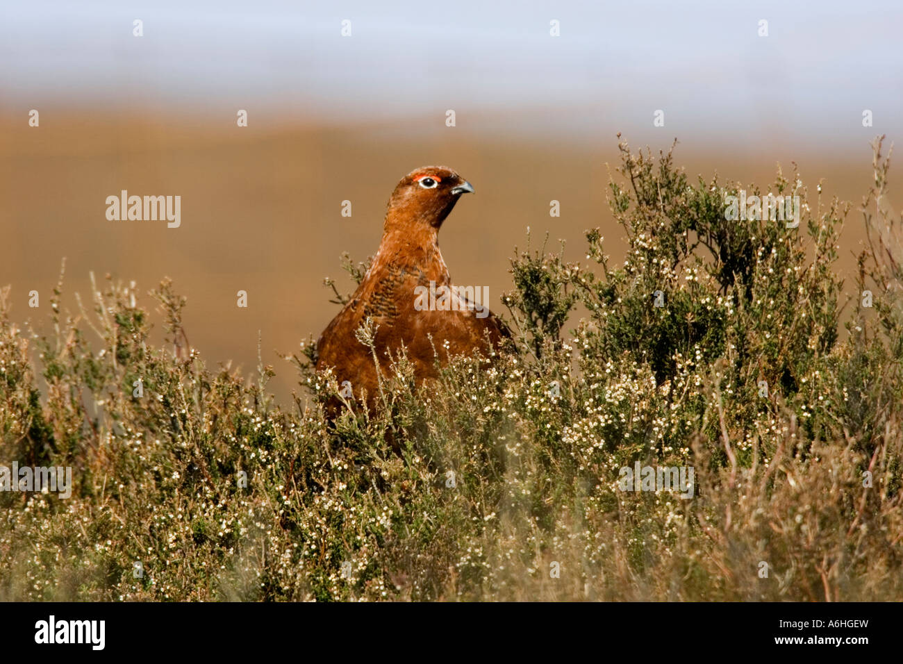 Red grouse Lagopus lagopus feeeding in heather stand on heather moorland derbyshire with nice out of focus background Stock Photo