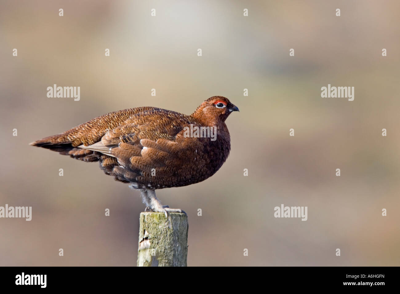 Red grouse Lagopus lagopus sat on fence post with nice out of focus heather moorland background derbyshire Stock Photo