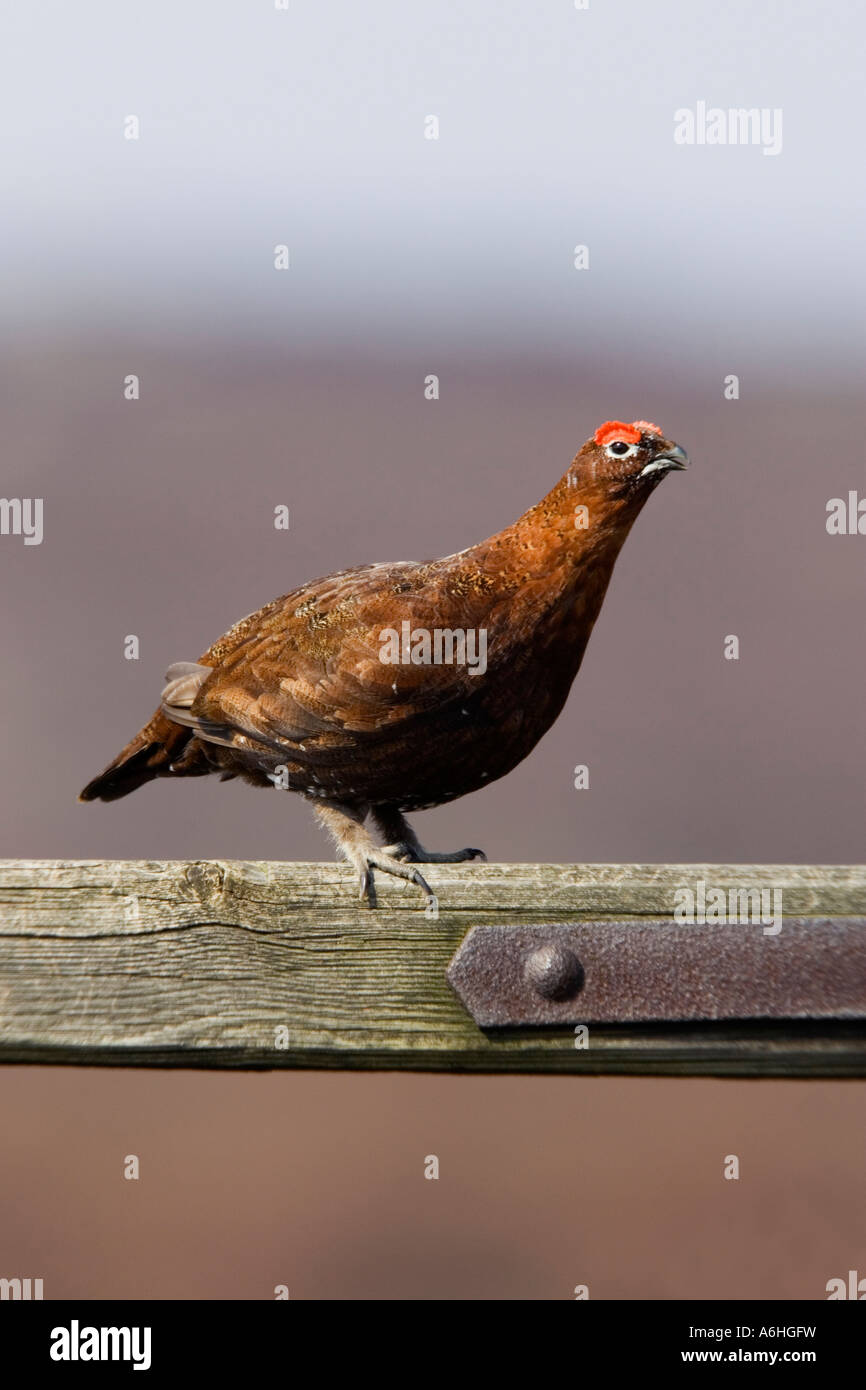 Red grouse Lagopus lagopus standing on old gate looking alert with out of focus heather moorland background derbyshire Stock Photo