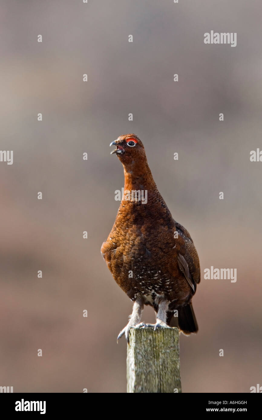 Red grouse Lagopus lagopus standing on fence post calling on heather moor derbyshire Stock Photo
