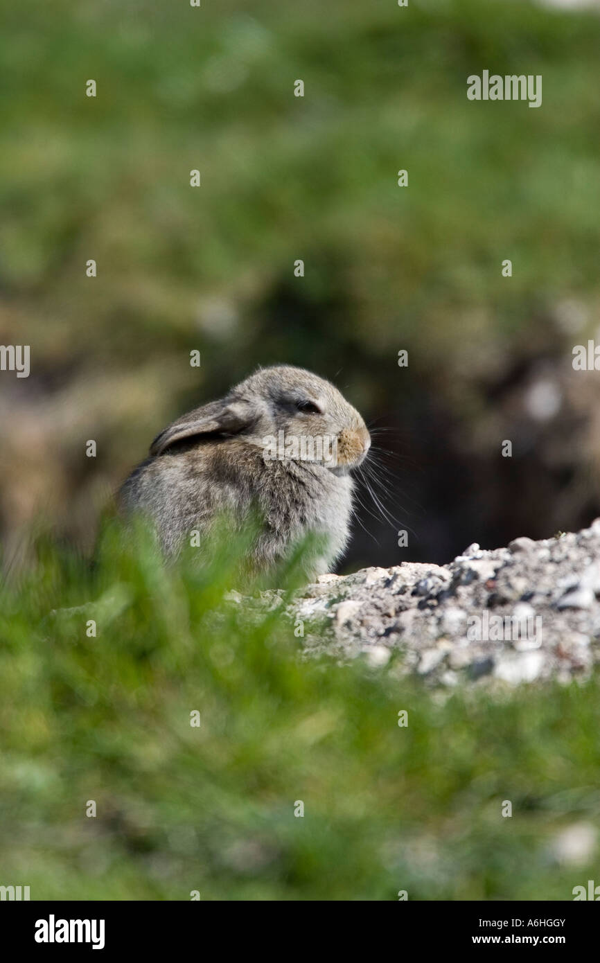 Young Rabbit Oryctolagus cuniculus sitting outside burrow looking alert with ears down therfield hertfordshire Stock Photo