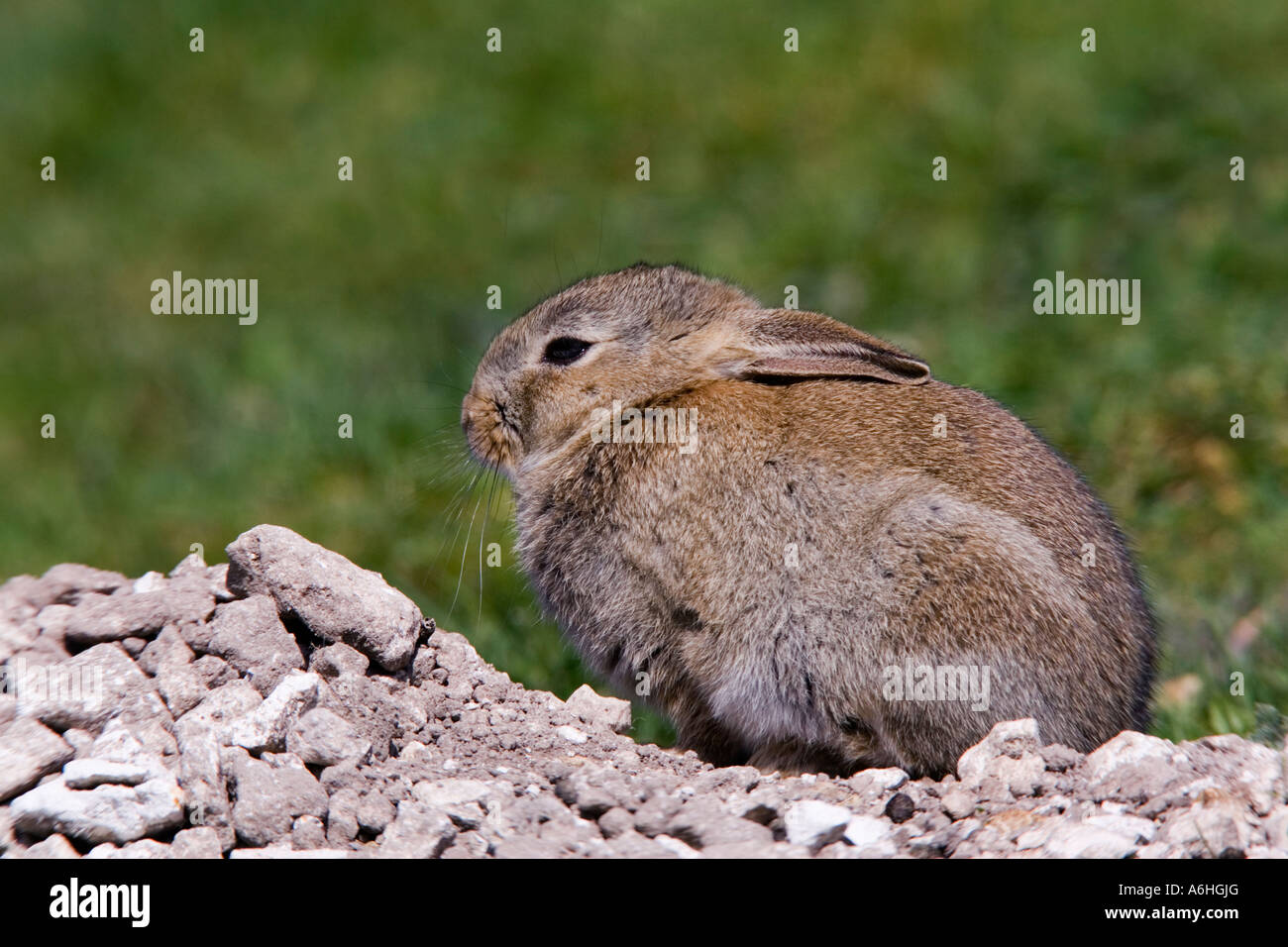 Young Rabbit Oryctolagus cuniculus sitting outside burrow looking alert with ears down therfield hertfordshire Stock Photo