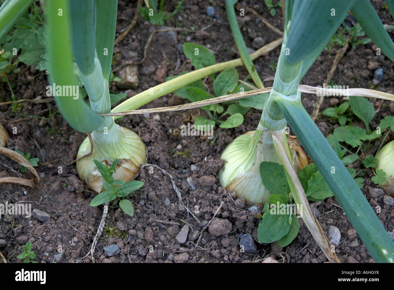 Organic Onions Growing In A Vegetable Garden Northern Ireland Uk