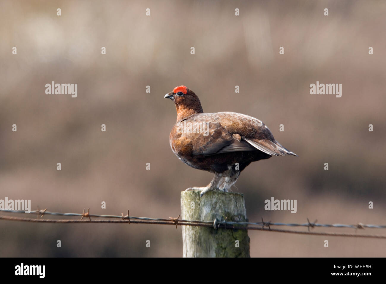 Red grouse standing on post with heather moorland background derbyshire Stock Photo