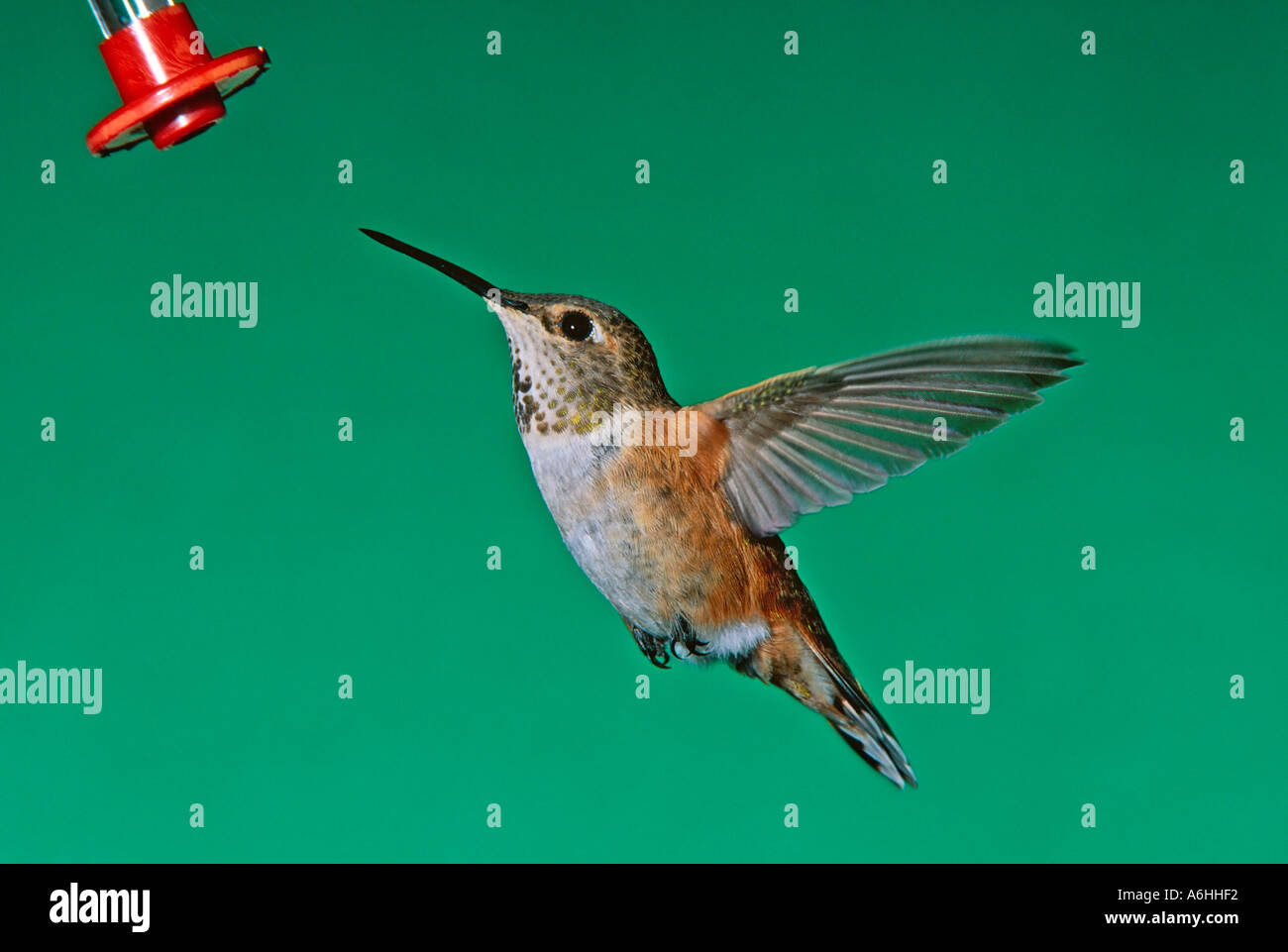 Male Rufous Hummingbird In Flight Male rufous hummingbird hovering in flight near nectar feeder Stock ...