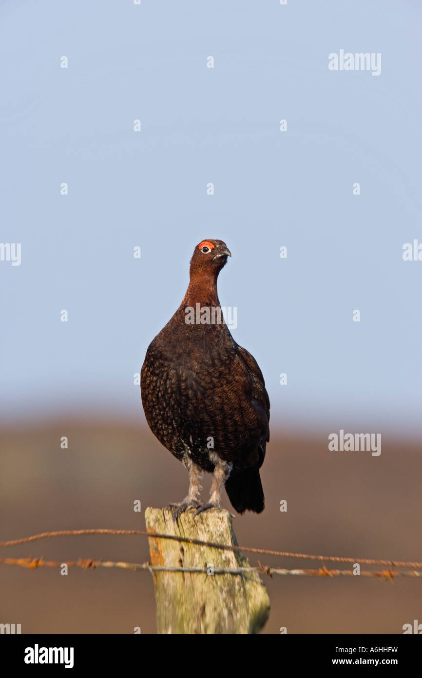 Red Grouse Lagopus lagopus standing on post calling with nice blue sky background derbyshire Stock Photo