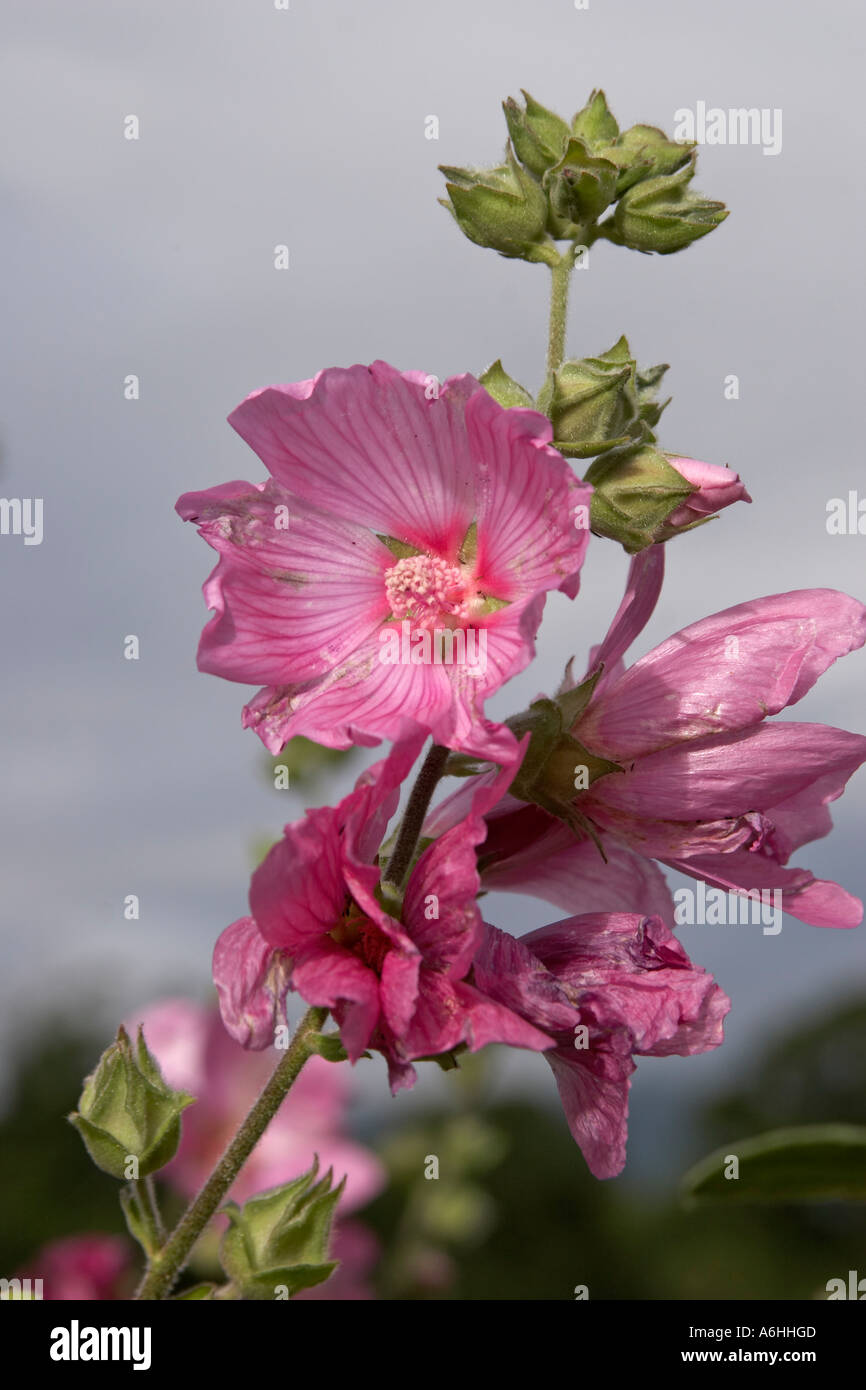 Lavatera Rosea mallow pink flowers in Ballynascreen Glebe garden Northern Ireland UK Stock Photo