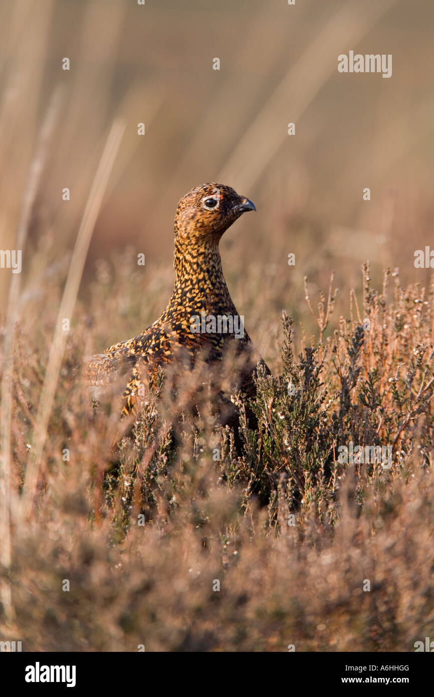 Red Grouse Lagopus lagopus in heather looking alert derbyshire Stock Photo