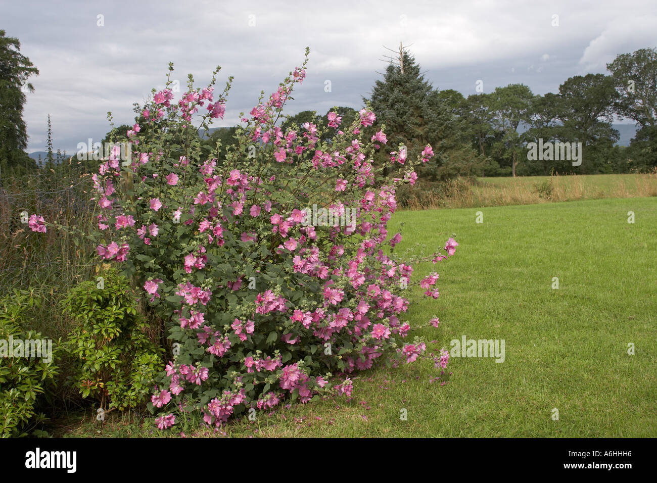 Lavatera Rosea mallow pink flowers in Ballynascreen Glebe garden Northern Ireland UK Stock Photo