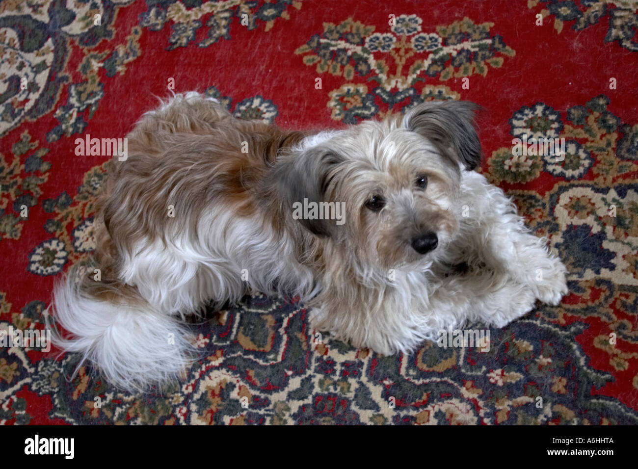 Woof woof fluffy terrier dog in interior of Lissan House home of Hazel Dolling Co Tyrone Northern Ireland UK Stock Photo