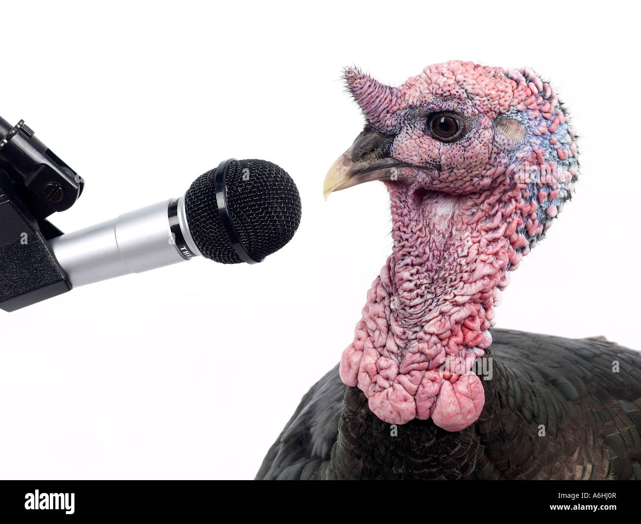 A turkey with a microphone - talking turkey. Stock Photo