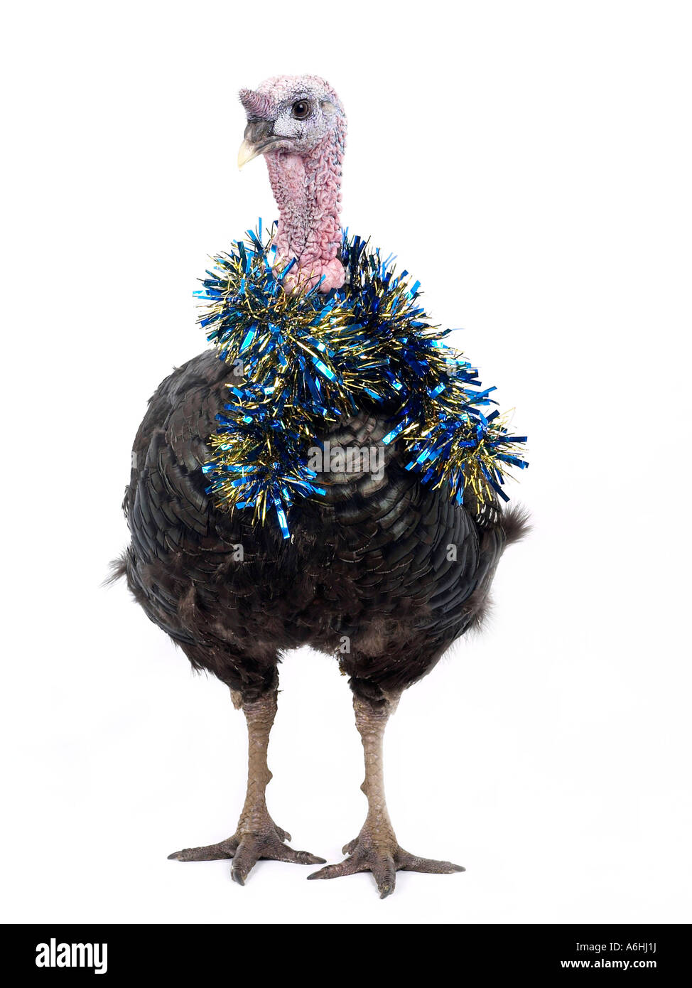Funny turkey hires stock photography and images Alamy