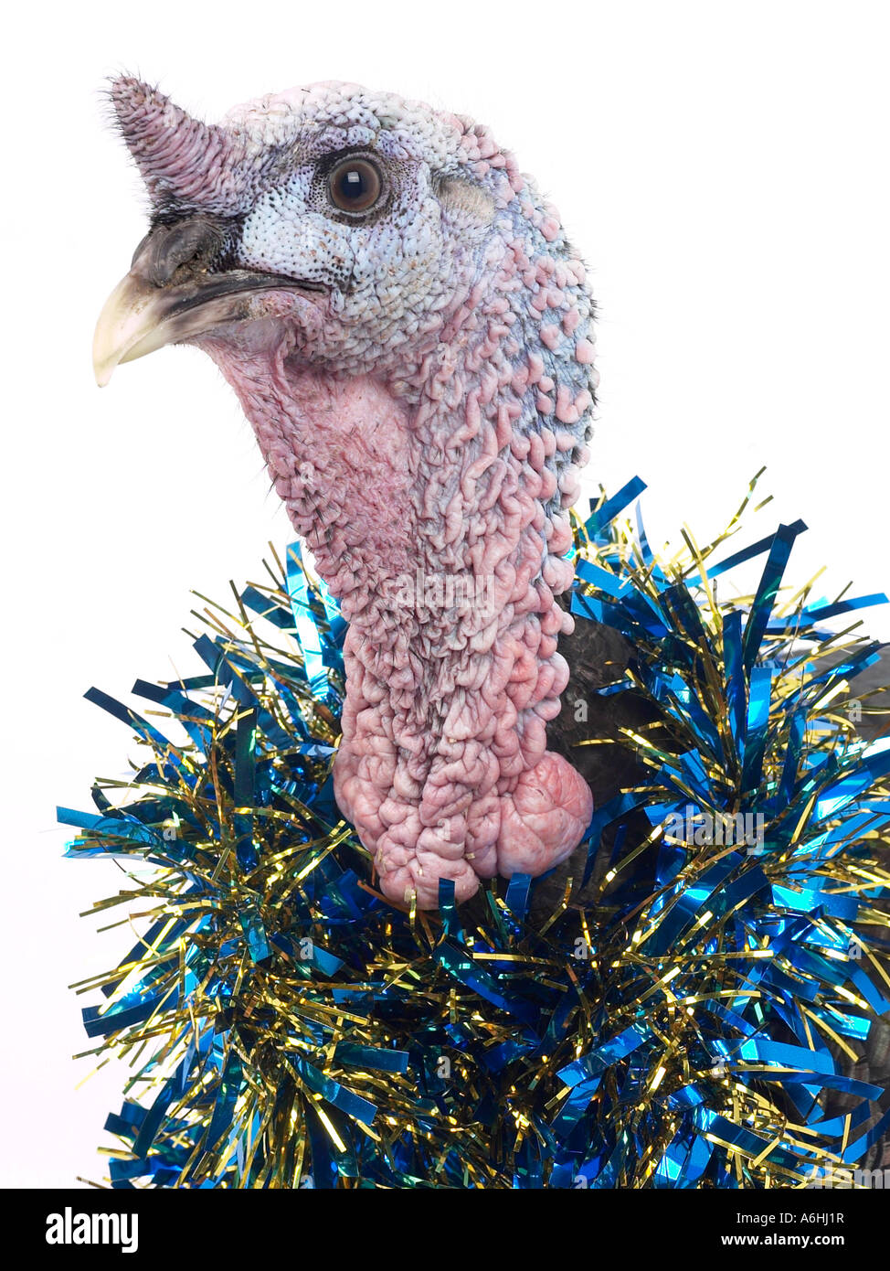A turkey with tinsel around the neck ready for Christmas Stock Photo Alamy