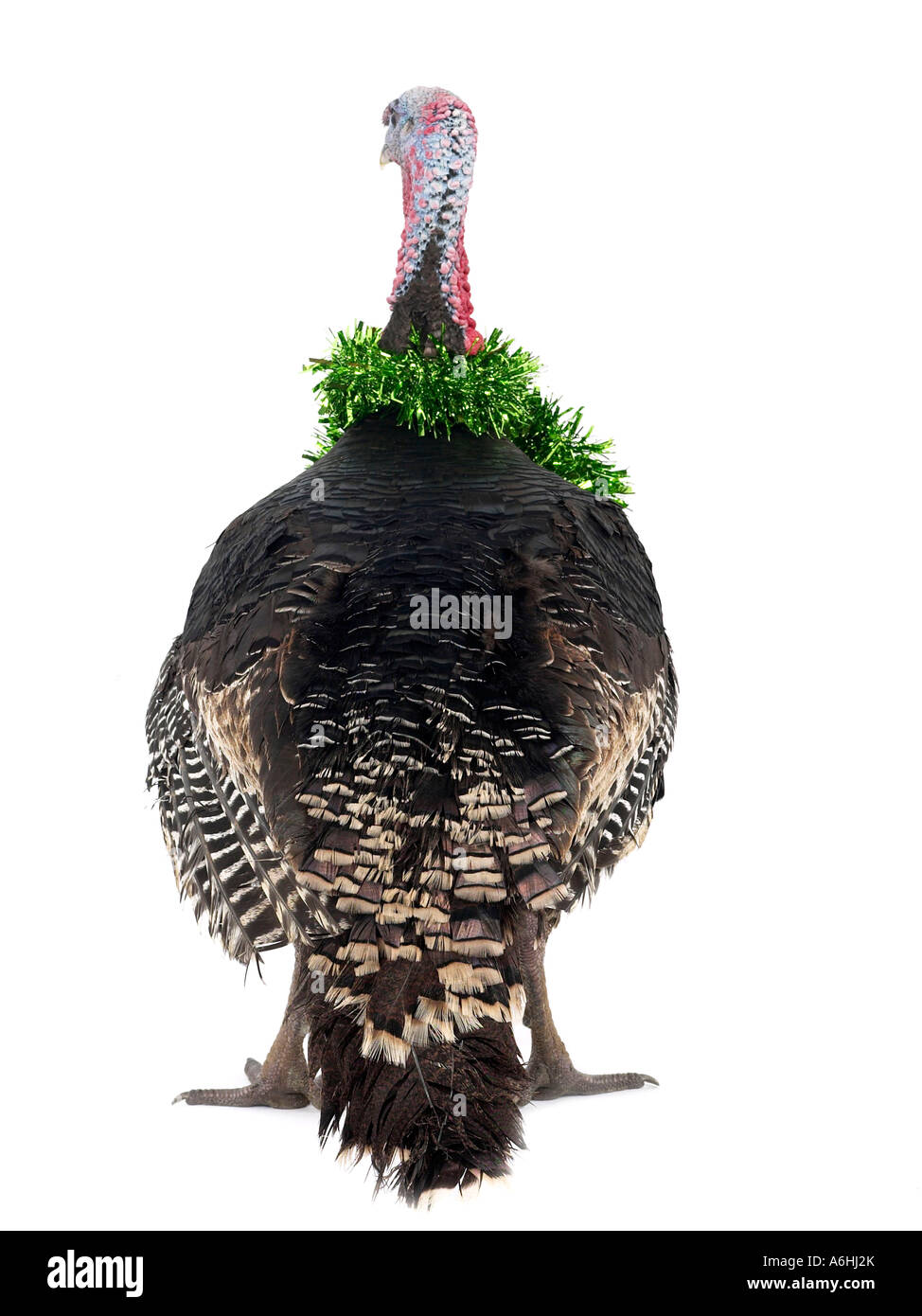 A turkey with tinsel around the neck ready for Christmas Stock Photo