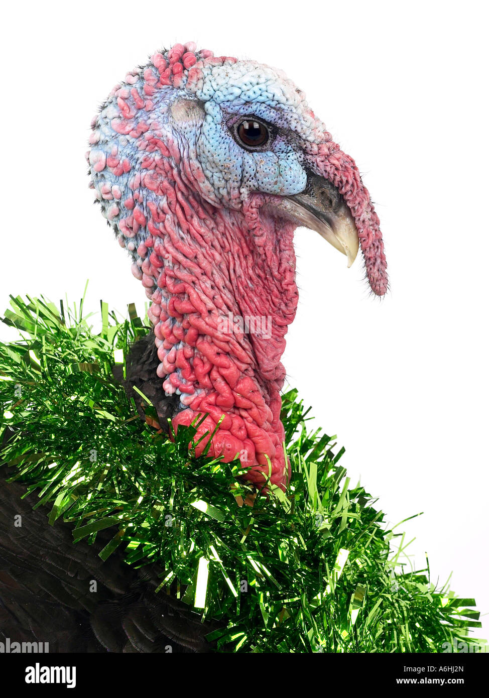 A turkey with tinsel around the neck ready for Christmas Stock Photo Alamy