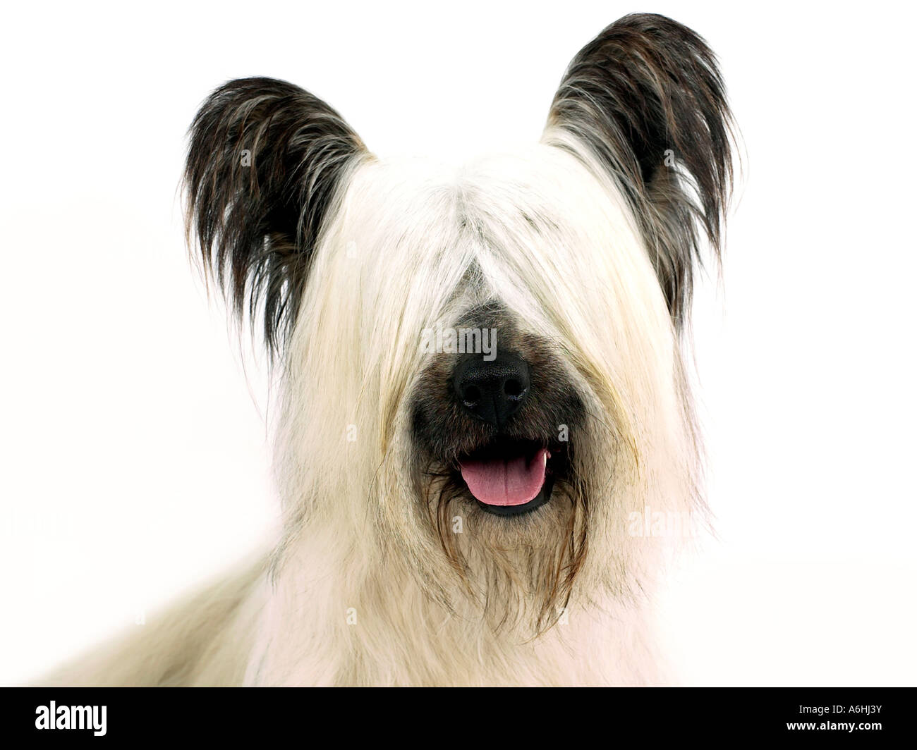 A blonde skye terrier. Stock Photo