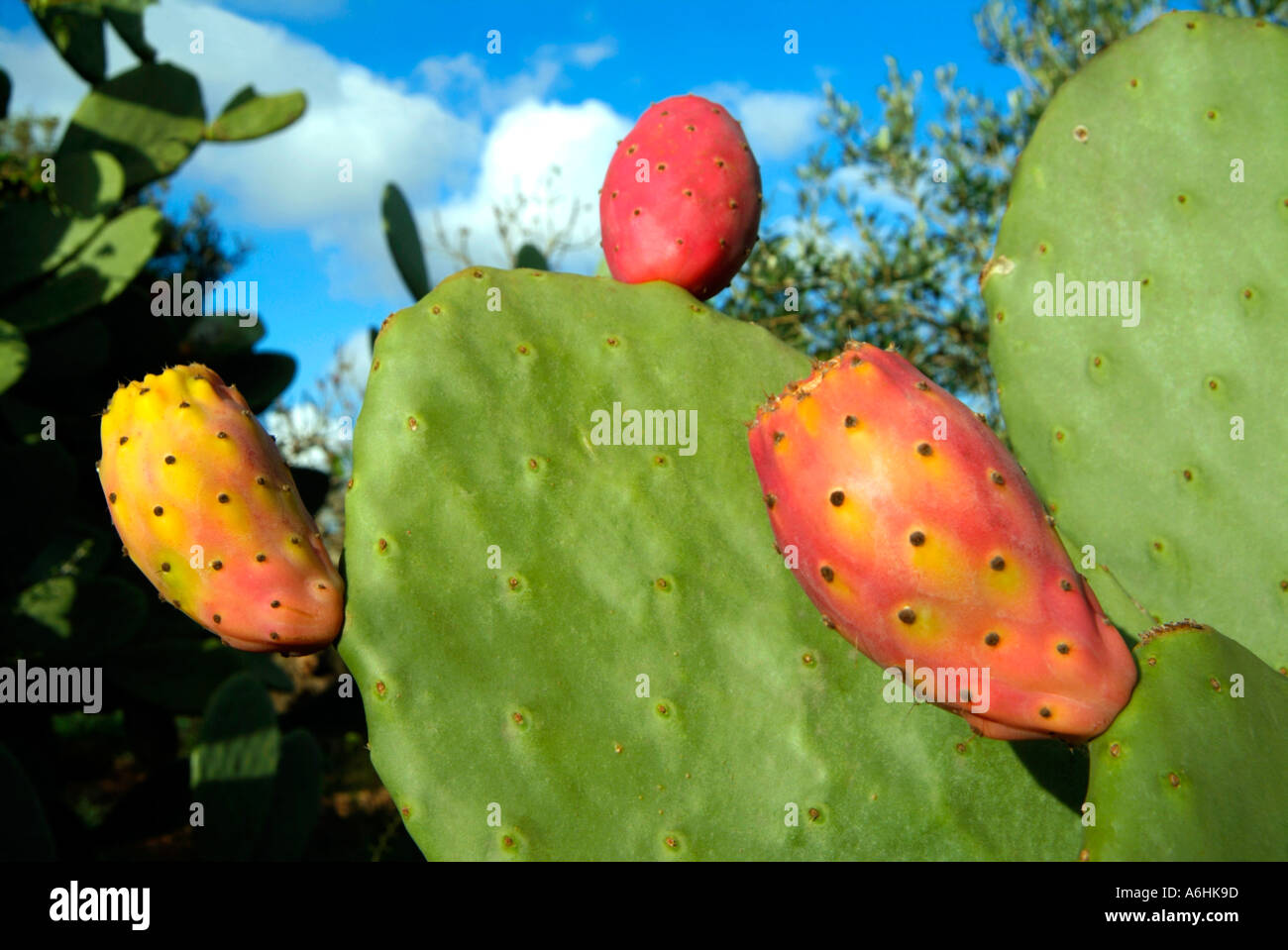 Prickly pear tree fruits Mallorca Island Spain Stock Photo