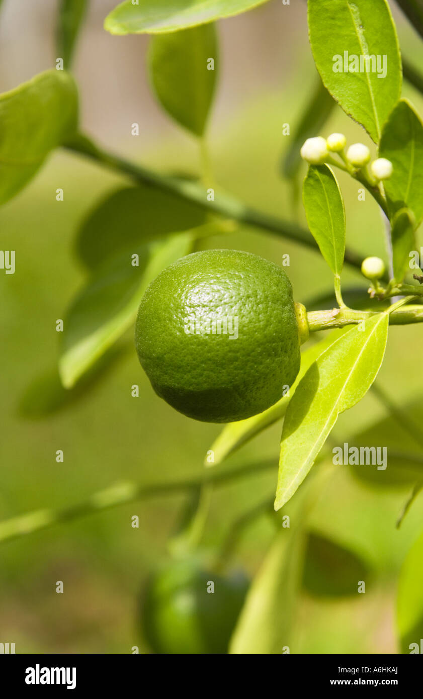 Green satsuma hires stock photography and images Alamy