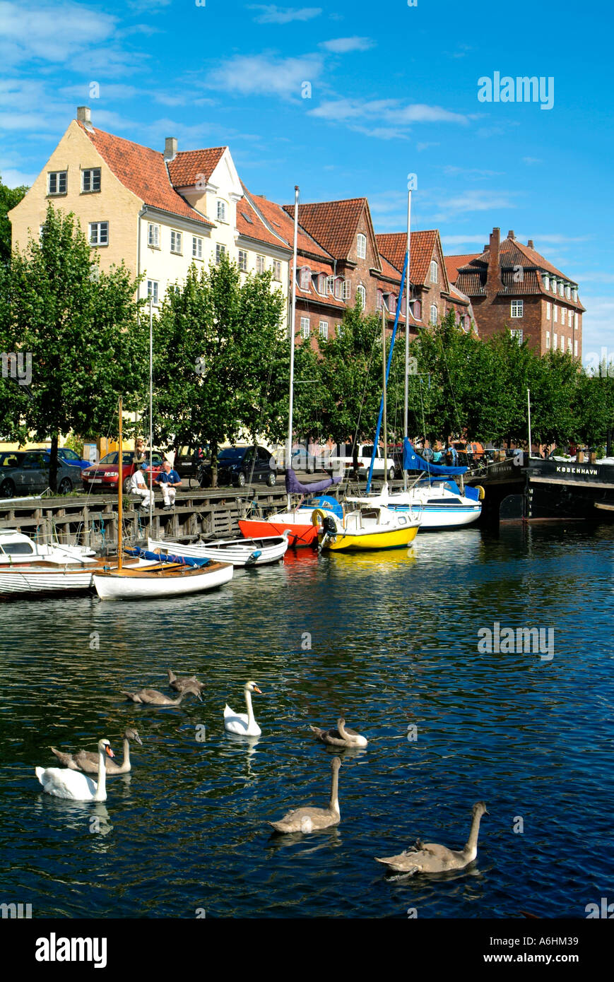 Swans in Christianshavns kanal.Copenhagen.Denmark Stock Photo